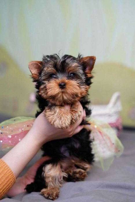 Йорк у серці: знайди свого друга!