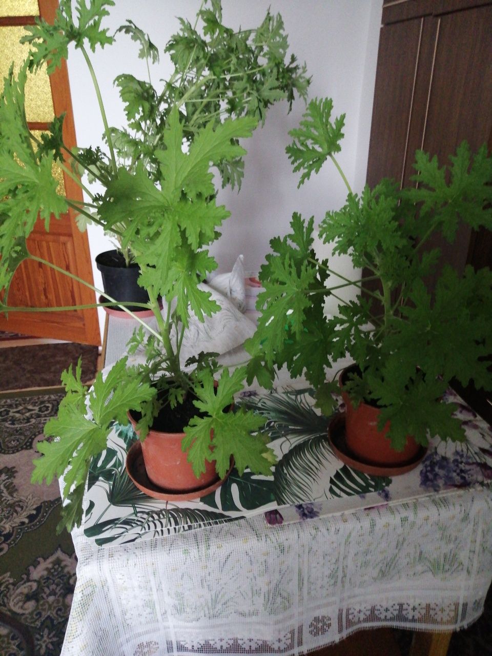 Geranium anginka kwiatek