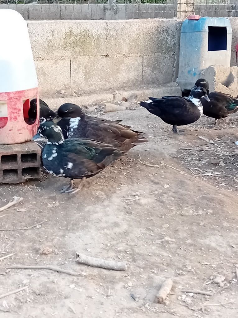 Patos de varias raças