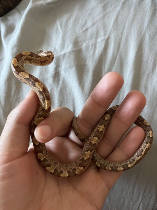 Cobra obsoleta disponivel