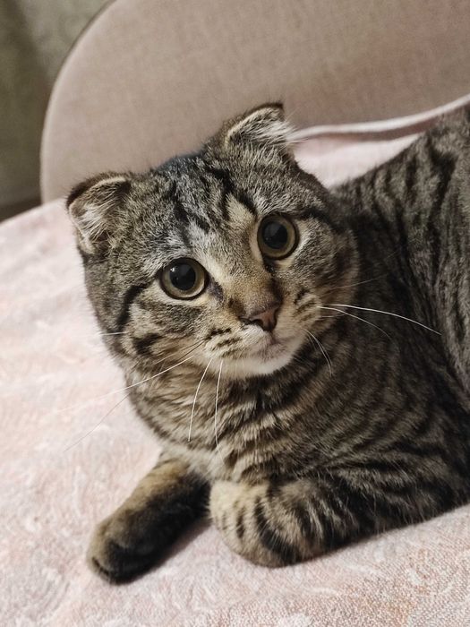 Вислоухий кіт  чекає на добру людину