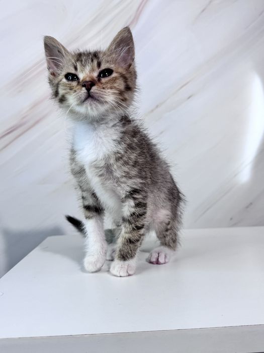 Віддаємо в добрі руки кошенят