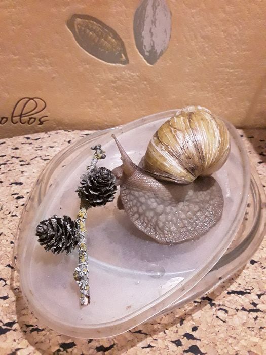 Ахатины Иммакулята