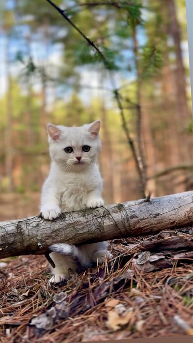 Породна прям гарна шотландська дівчинка шиншила срібна срібляста чист