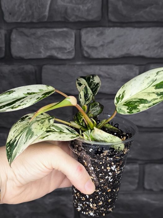 Philodendron Emerald Ice (King) #3