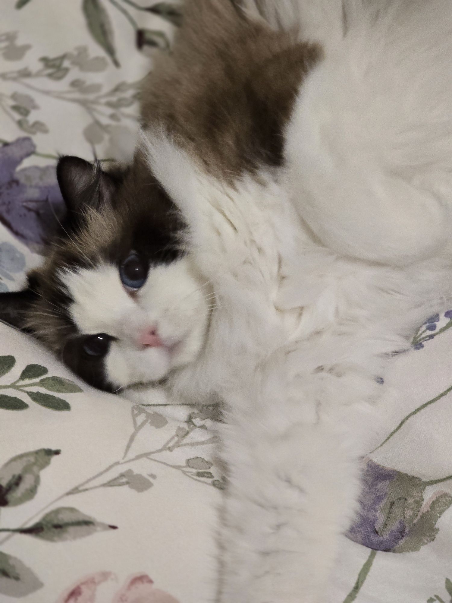 Dorosła,  śliczna  kotka Ragdoll, rodowód FPL