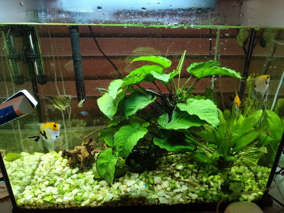 Sprzedam akwarium wraz z zawartoscia