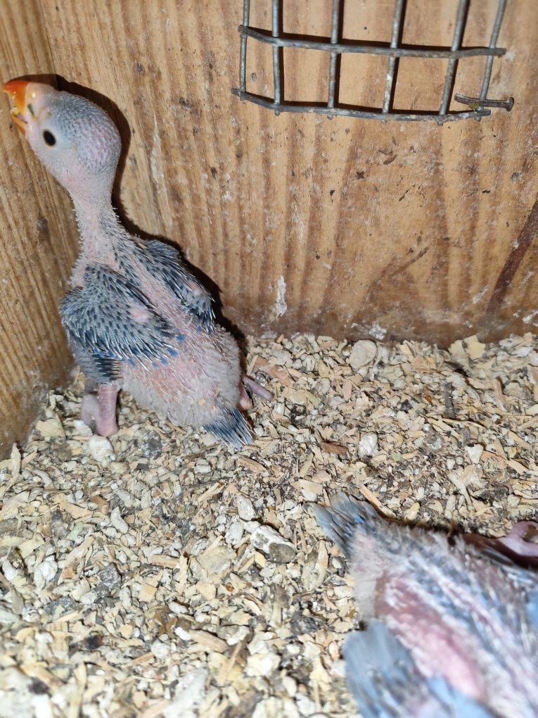 Ring Necks bebes