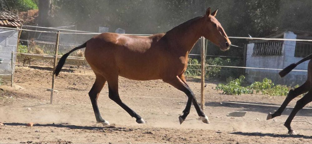 Poldra Lusitana 2 anos Típica