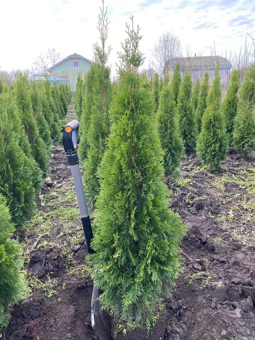Смарагд голд-широкий вибір-є опт