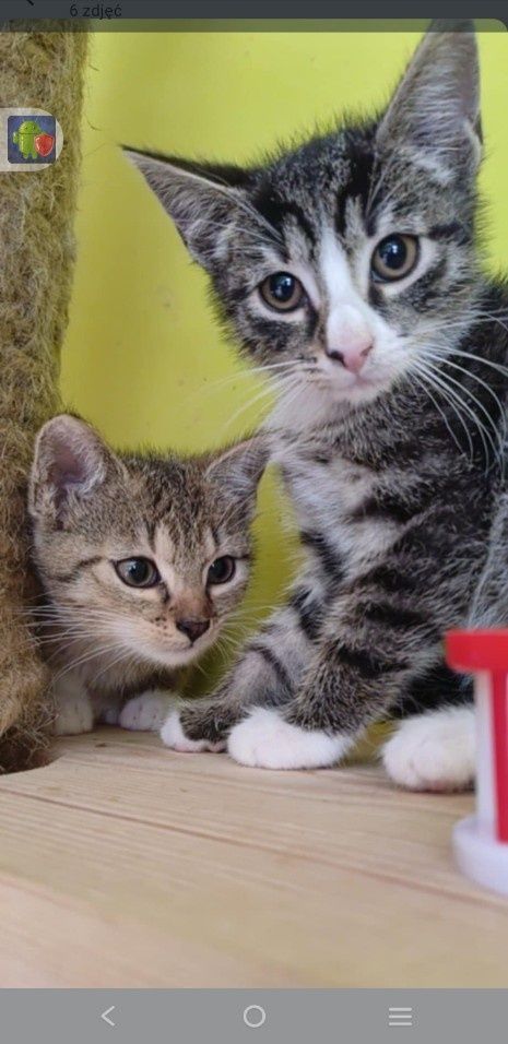 Kotki do adopcji