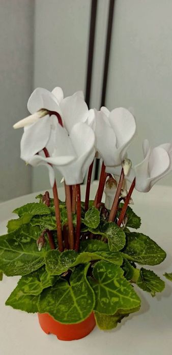 Цикламени квітучі кущики