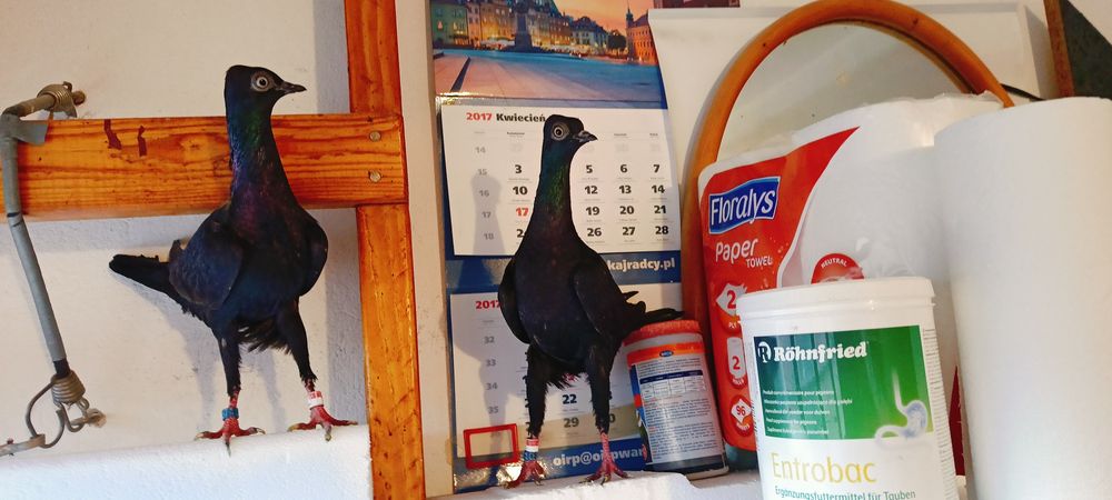 Sprzedam Wiedeńskie z roku 2025 /2024.