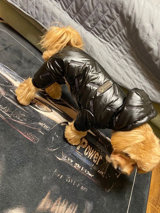 Комбинезон для собак