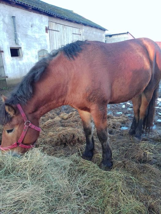 Sprzedam konie zimnokrwiste