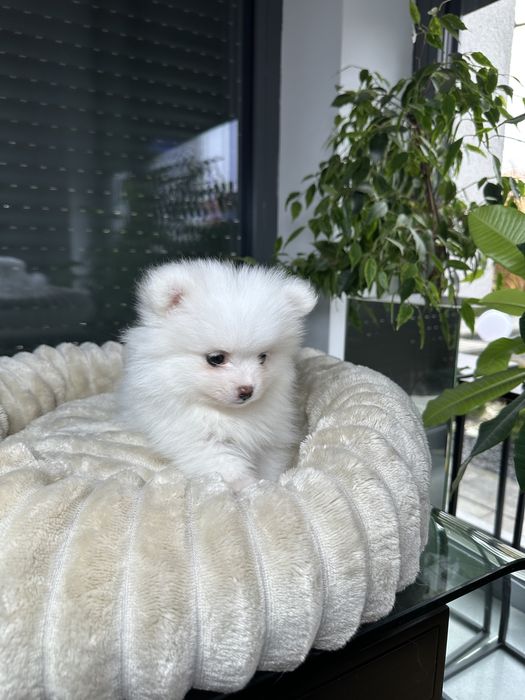 Pomeranian szpic miniaturowy xxs bardzo mały biały znakomite geny