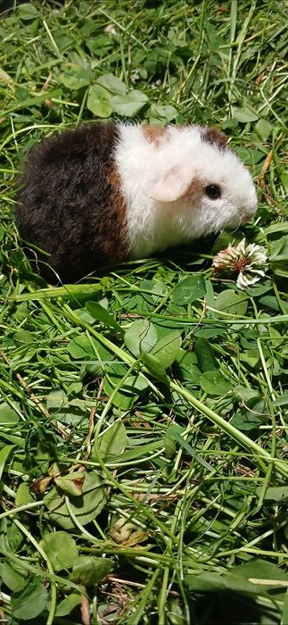 Американська Тедді