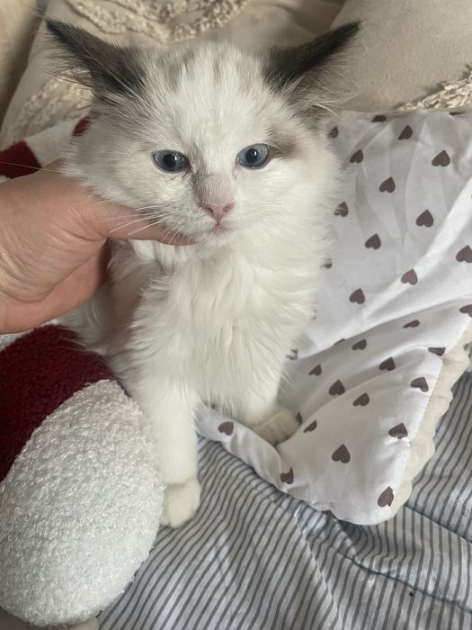 Ragdoll rodzice  FPL  kot kotka seal bicolor