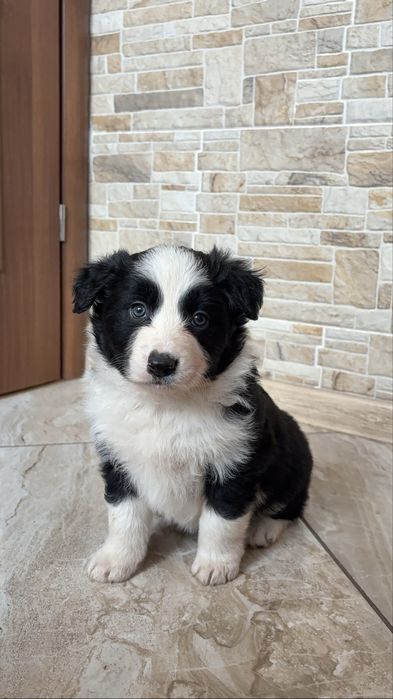 Suczka Border Collie