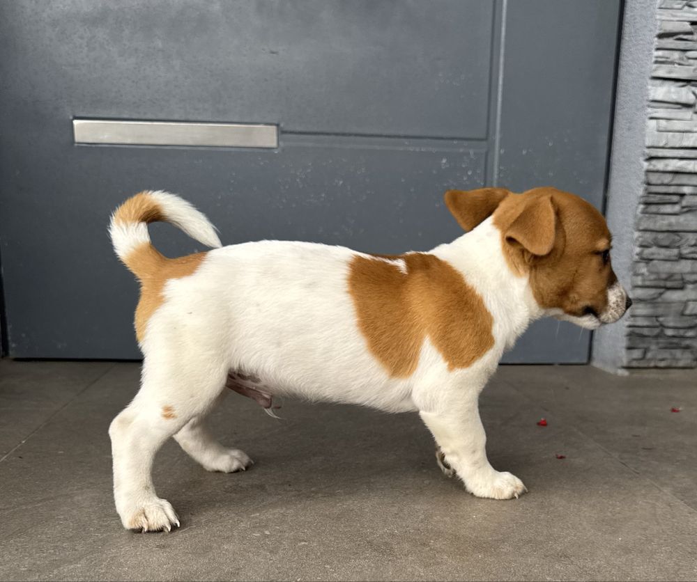 Jack russell terrier piesek
