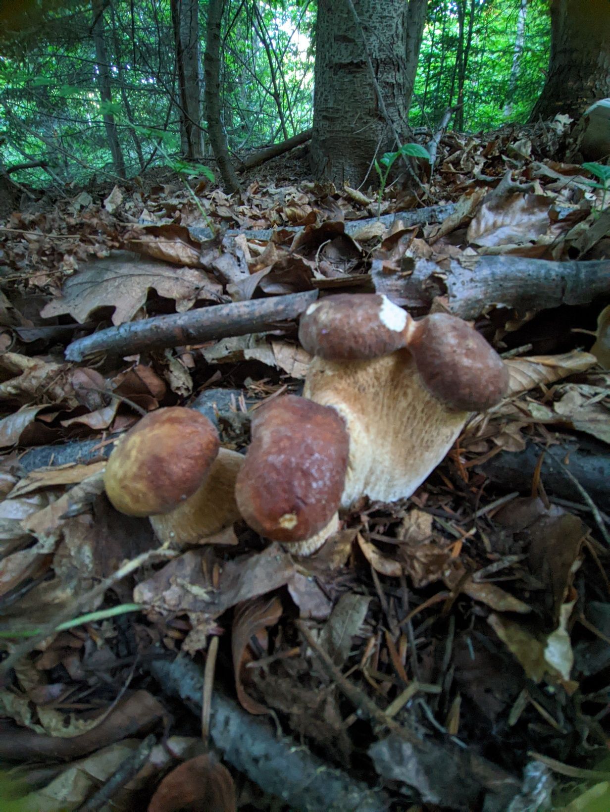 Боровик білі гриби сушені сухі карпатські