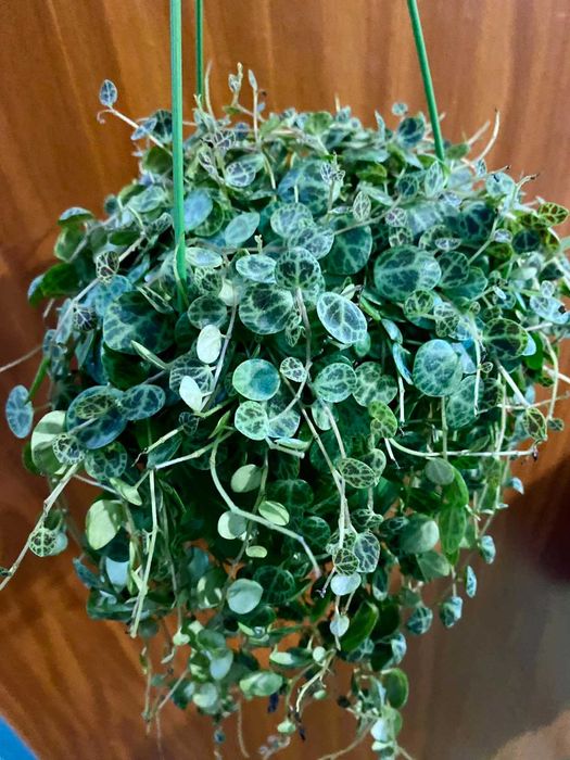 Peperomia prostrata
