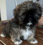 Piesek rasy shih tzu gotowy na nowy domek