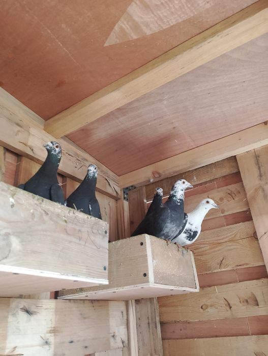 Sprzedam gołębie pocztowe tigry pary parzyste