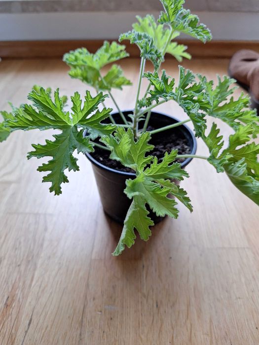 Anginka, Cytrynka, Geranium