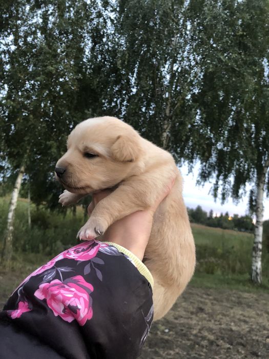 Віддам в добрі руки цуциків