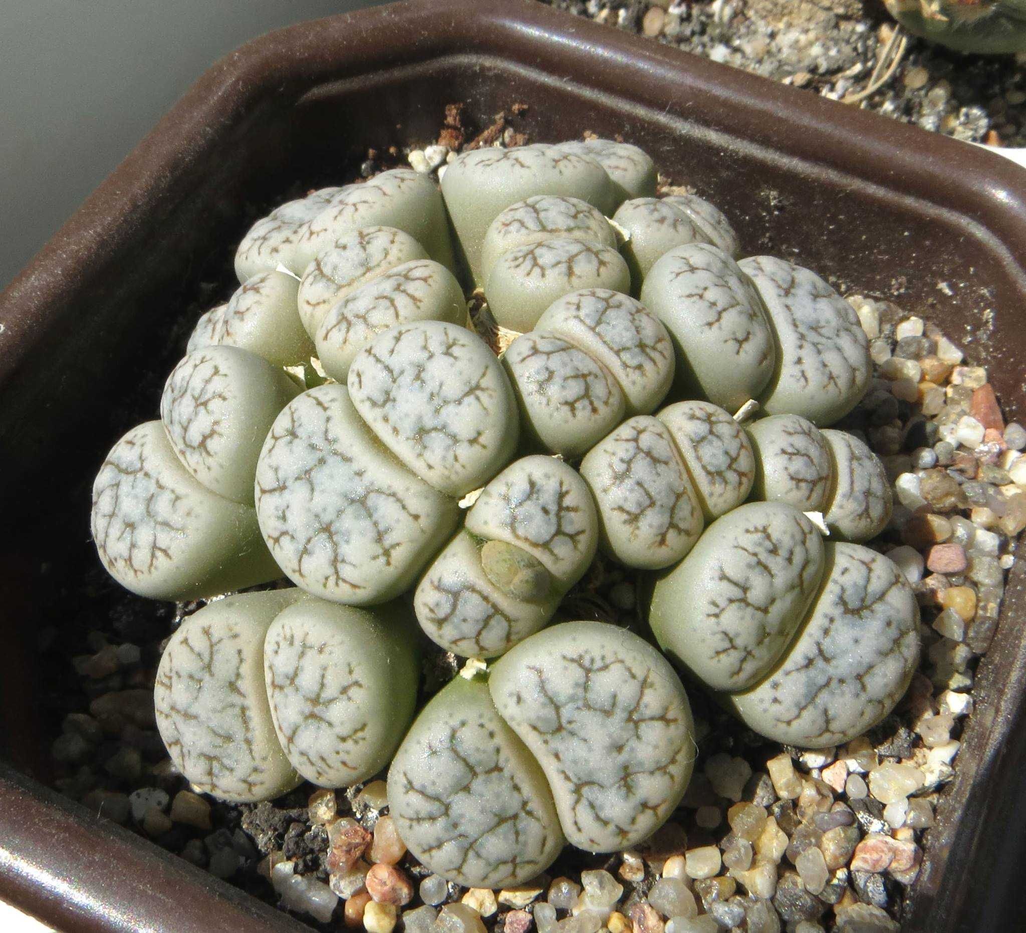 20 семян Lithops ,литопсы, семена со своих растений