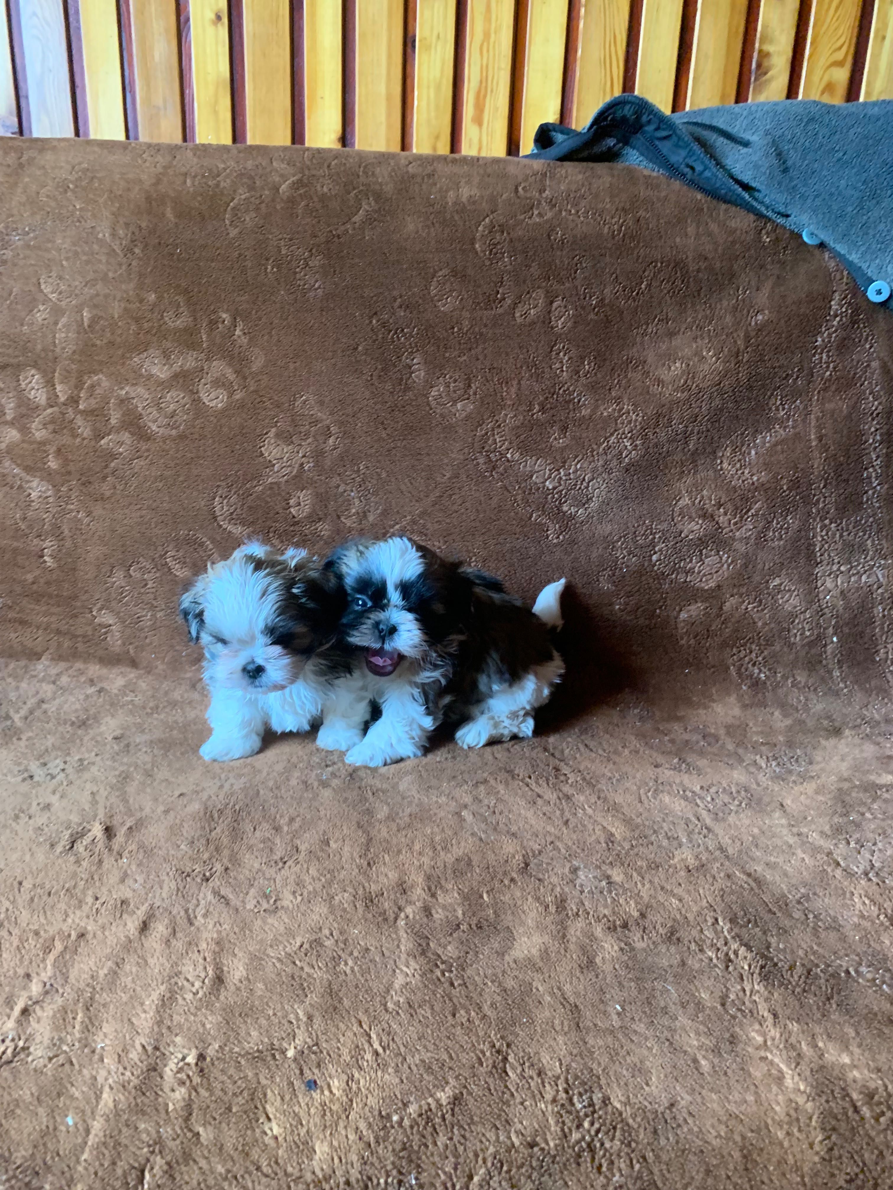 Sprzedam Shih tzu