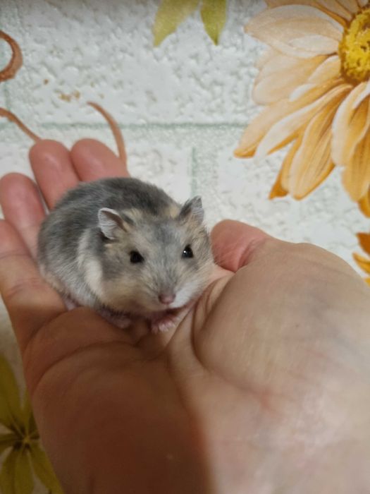 Джунгарські хом'ячки,маленькі, грайливі та ручні