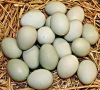 Яйце качки-шипуна
