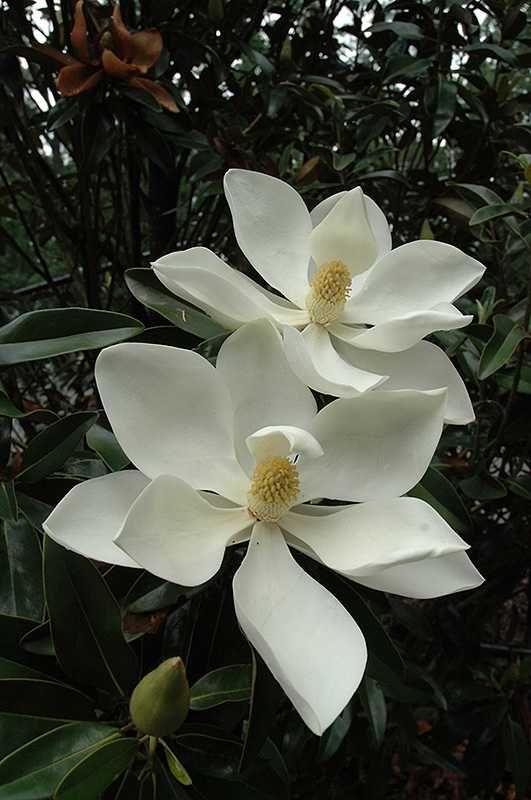 Magnolia grandiflora "Little Gem" zimozielona, pięknie pachnie
