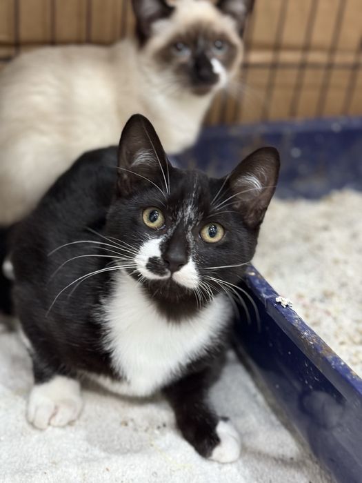 Gatinho macho 3 meses meigo e brincalhão para adoção