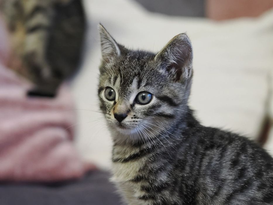 Do adopcji dwie kotki - siostry szukają domu