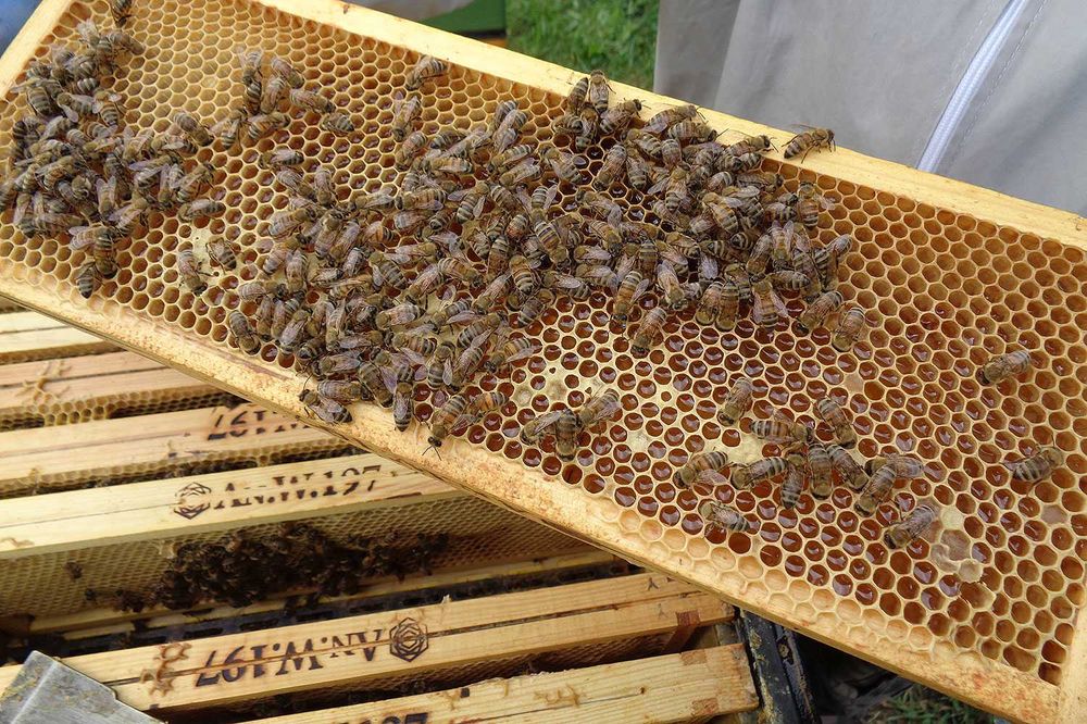 Pyszny miód z małej pasieki