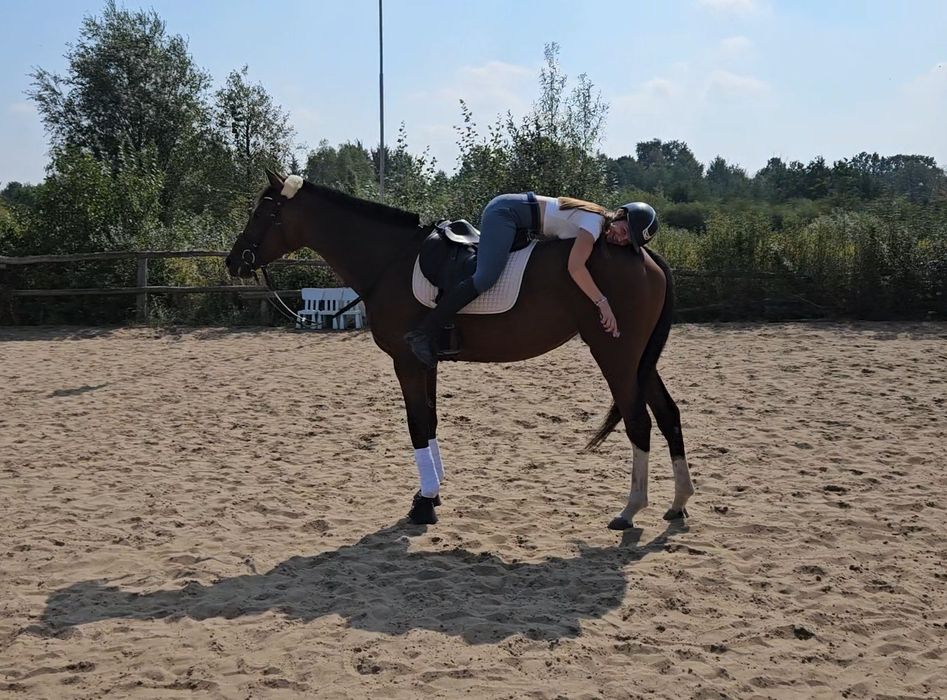 Klacz xx 4,5 roku, 164 cm wzrostu, zdrowa i grzeczna
