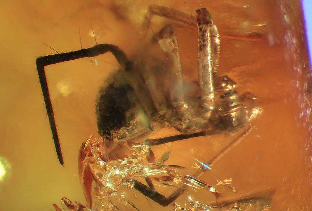 Bursztyn inkluzja wymarły pająk z Eocenu Araneae