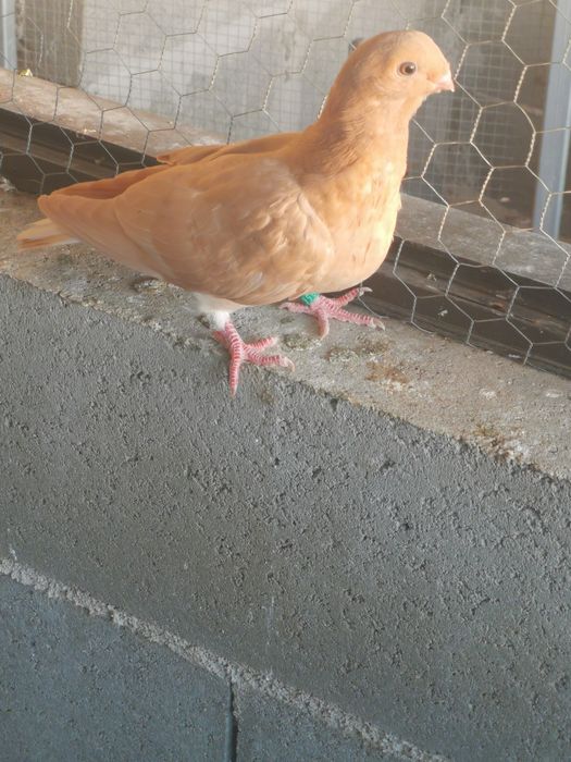 Pombo Mariolinha