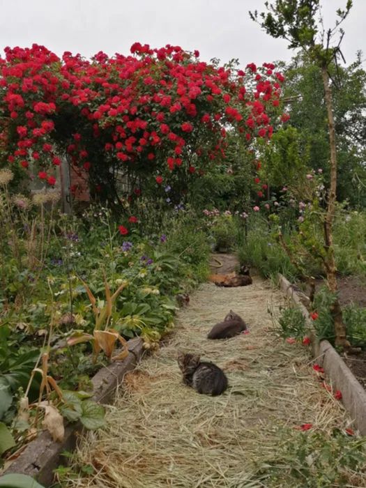 Продам будинок з ексклюзивною земельною ділянкою в центрі міста.