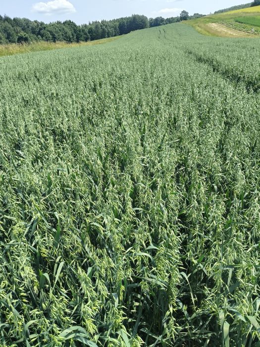 Sprzedam Owies Rambo / pszenica paszowa i konsumpcyjna / jęczmień