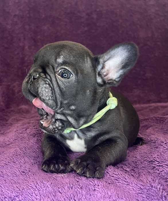 Buldog Francuski pregowany piesek - ZKwP/FCI