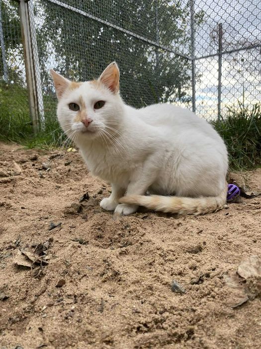 DUSZEK kocur kot adopcja rudy schronisko