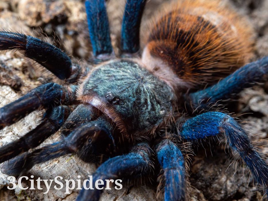 Chromatopelma cyaneopubescens samica 3,5DC (3CitySpiders)