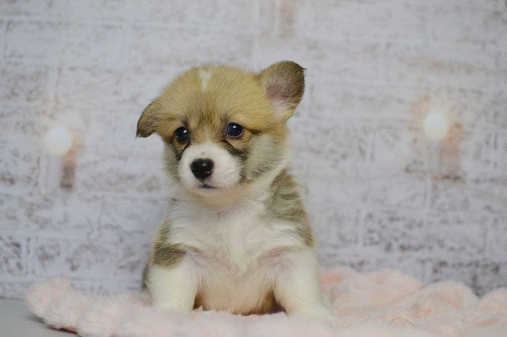 Welsh Corgi Pembroke - sunia