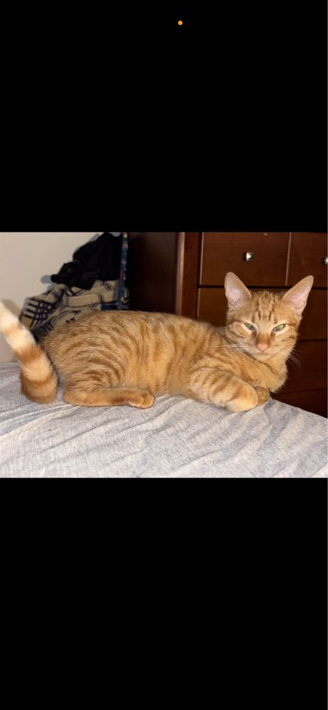 Gata laranja 8 meses