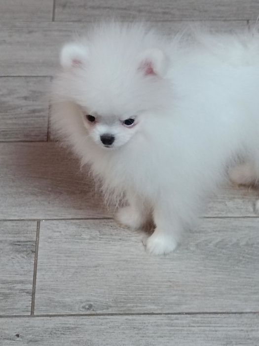 Pomeranian z paszportem, biały piesek