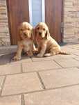 Cocker Spaniel angielski-piesek